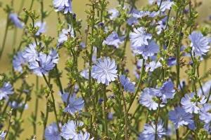 Images Dated 5th August 2011: Common Chicory Cichorium intybus Rainham Marshes RSPB Reserve Essex, UK PL002155
