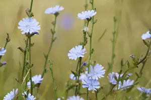 Herbaceous Prints: Common Chicory Cichorium intybus Rainham Marshes RSPB Reserve Essex, UK PL002152