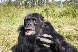 Images Dated 16th April 2006: Common Chimpanzee. Chimfushi - Zambia