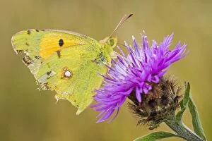 Common Clouded Yellow Butterfly perched on flower