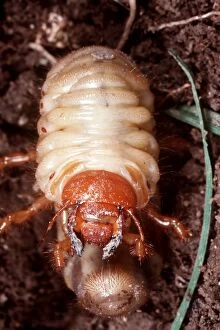 Common COCKCHAFER / MAY BEETLE - Larvae / Rook-Worm in soil