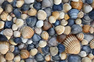 Mollusc Prints: Common Cockle Shells - on beach in Coto Donana National Park, Andalucia, South Spain