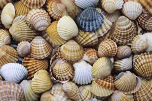 Mollusc Prints: Common Cockle Shells - on beach in Coto Donana National Park, Andalucia, South Spain
