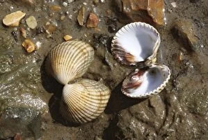 Common COCKLES