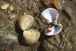 Cockle Prints: Common Cockles - Poole Harbour - UK