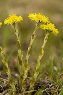 Images Dated 14th May 2007: Common Coltsfoot (Tussilago farfara) in flower, early spring