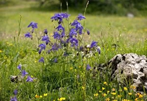 Images Dated 2nd June 2012: Common Columbine / Granny's Bonnets
