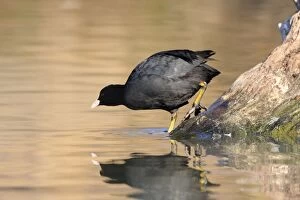 Common Coot - Camargue France