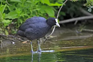 Coots Prints: Common Coot. Pensthorpe - Norfolk - UK