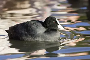 Common Coot. Saintes Maries de la Mer - Camargue - France