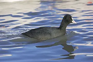 Common Coot. Saintes Maries de la Mer - Camargue - France