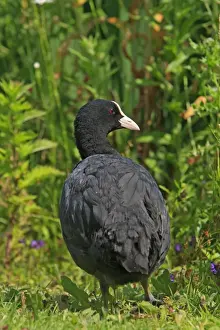 Common Coot. Slimbridge - UK
