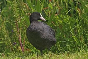 Images Dated 27th June 2009: Common Coot. Slimbridge - UK