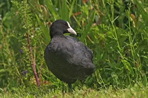 Common Coot. Slimbridge - UK