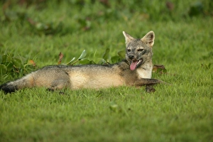 Images Dated 19th April 2004: Common / Crab-Eating / Savanna Zorro or Fox Llanos. Venezuela