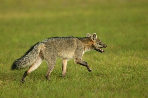Images Dated 19th April 2004: Common / Crab-Eating / Savanna Zorro or Fox Llanos. Venezuela
