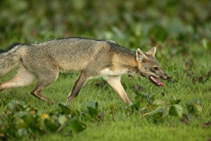 Images Dated 19th April 2004: Common / Crab-Eating / Savanna Zorro or Fox Llanos. Venezuela
