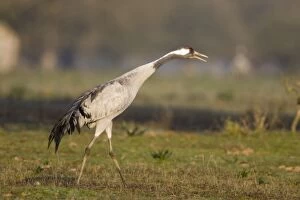 Common Crane - Adult bird calling