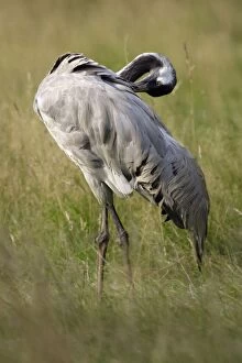 Images Dated 25th August 2006: Common Crane - bird grooming its plumage, on a meadow, Lower Saxony, Germany