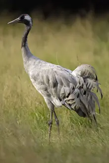 Cranes Prints: Common Crane - bird standing on a meadow, Lower Saxony, Germany