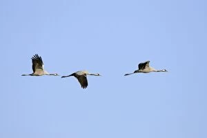 Common Crane - Three birds flying