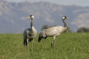 Common Crane - two Cranes in a field