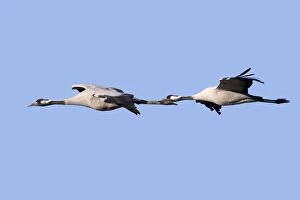 Common Crane - in flight