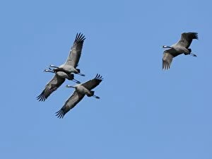 Images Dated 14th October 2007: Common Crane - in flight - Germany