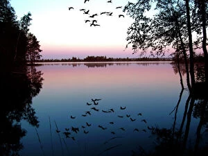 Tranquillity Collection: Common Crane - in flight over lake at sunrise. Nigula national park - Estonia