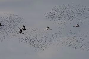 Common Crane - in flight with Wood Pigeons & Doves in the background