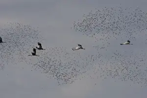 Doves Prints: Common Crane - in flight with Wood Pigeons & Doves in the background - Landes - France
