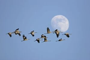 Common Crane - Flock of birds commuting to a roost site in the evening just before dusk - Flying across the sky with