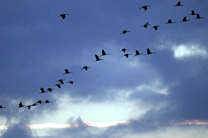 Crane - flock in flight on migration silhouetted against sky