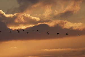 Common Crane - flock in flight on migration - silhouetted against sky Common Crane - flock in flight on migration - silhouetted against sky
