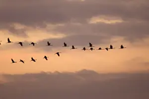 Common Crane - flock in flight on migration - silhouetted against sky. France