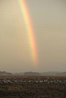 Common Crane - with rainbow in background