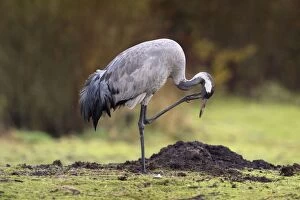 Images Dated 18th December 2012: Common Crane - scratching