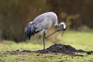 Scratching Prints: Common Crane - scratching - UK