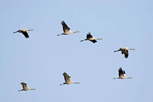 Common Gallery: Common Crane - Seven birds flying