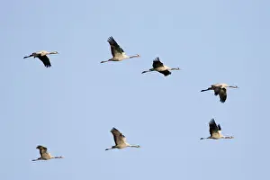 Cranes Prints: Common Crane-Seven birds flying-Extremadura-Spain