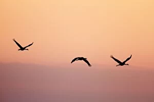 Images Dated 28th January 2012: Common Crane - silhouette of three birds in flight