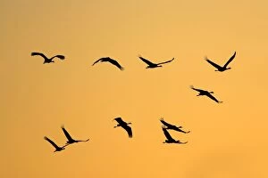 Common Crane - Silhouette of ten flying birds commuting to a roost at sunset