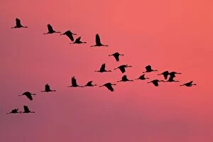 Common Crane - Silhouette of flying birds commuting to a roost at sunset