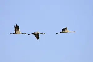 Following Prints: Common Crane-Three birds flying-Extremadura-Spain