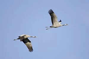 Images Dated 11th January 2006: Common Crane -Two birds flying