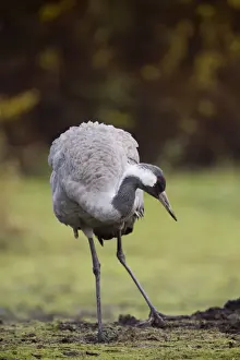 Common Crane - UK