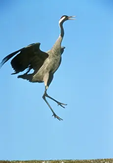 Common Crane WAT 5144 Leaping Grus grus © M. Watson / ardea. com