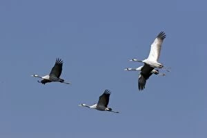 Images Dated 10th January 2005: Common Crane - in winter. Extremadura - Spain