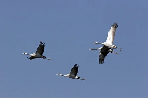 Images Dated 10th January 2005: Common Crane - in winter. Extremadura - Spain