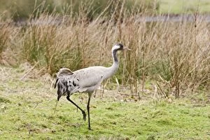 Common Crane - young male